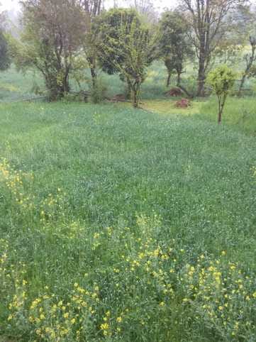 Farmers and gardeners happy with drizzling rain, hope for better crop