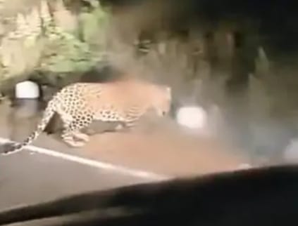 Bettiah bihar news in Valmiki Tiger Reserve Tourists were shocked to see Tendua today news