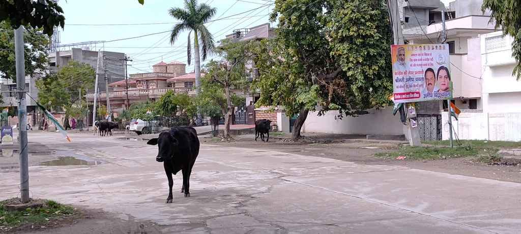 Danger from helpless cattle and stray dogs