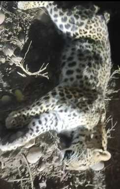Dead leopard found in Badshahi Bagh range of Shivalik forest division