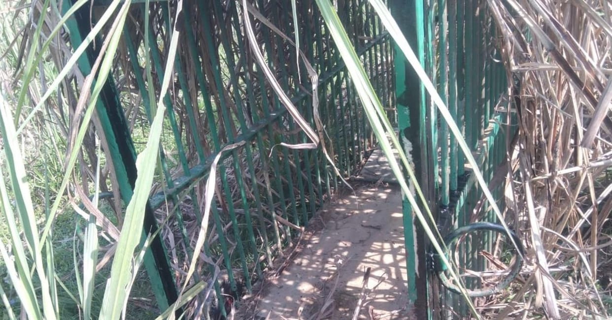 Leopard footprints found in Dhamachori village, cage installed