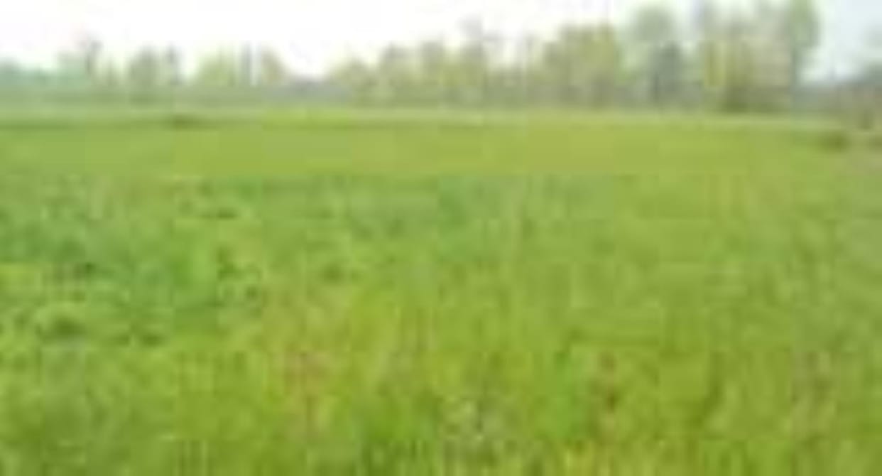 The drizzle has increased the worries of farmers