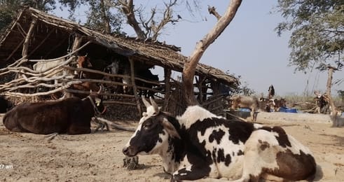 Temporary cow shelters being run in thatched huts