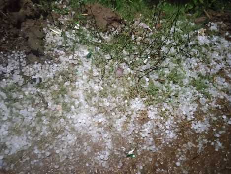 Wheat and mustard crops fell due to rain and hailstorm