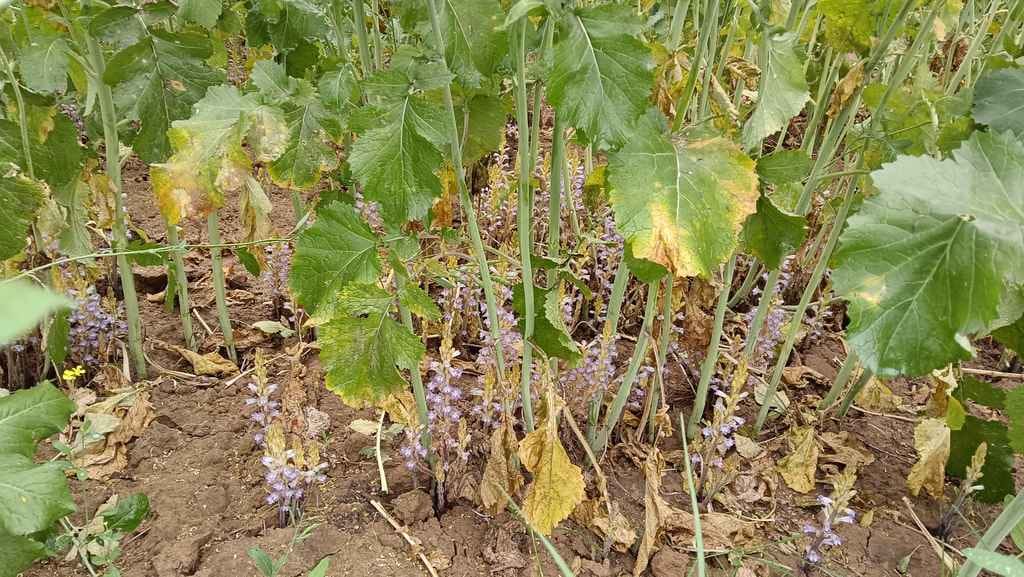 Margoza in mustard increases farmer's worries, fear of reduced yield