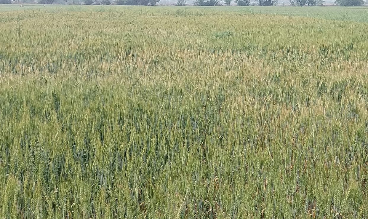 Temperature reaches 31 degrees, impact on farming