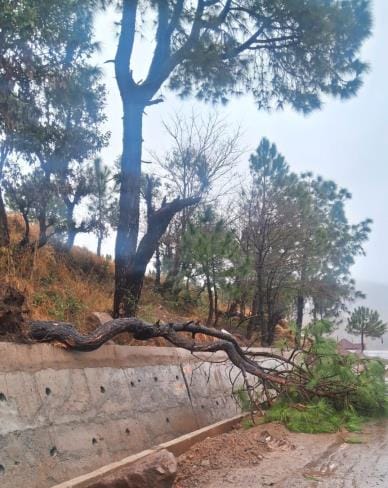 Rocks fell, trees broken due to landslide on Chinani-Domel road