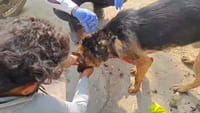 Pet German Shepherd fought with a tiger to save its owner, died after treatment