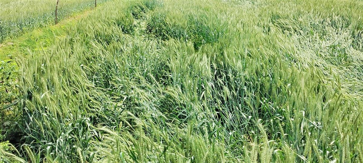 Weather opened after rain, farmers took relief