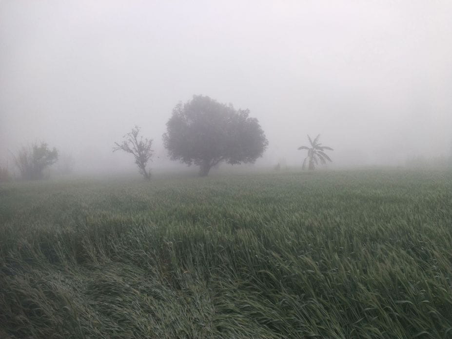 Most damage to crops in Haroli area