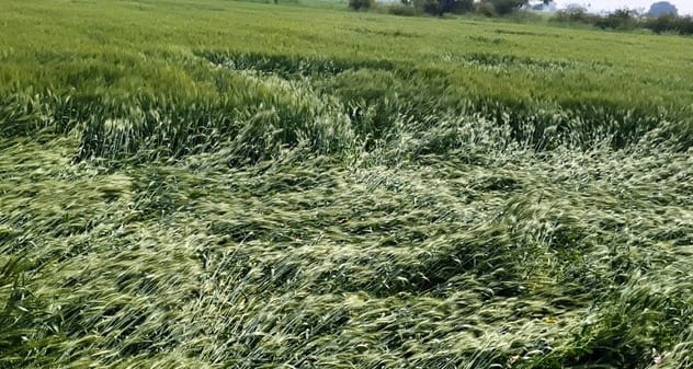 Hailstorms became a disaster for farmers' hopes