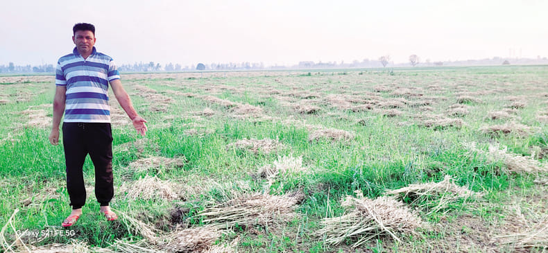 Mustard damaged due to hailstorm, farmers worried