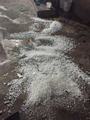 70 percent damage to wheat and mustard crops due to hailstorm