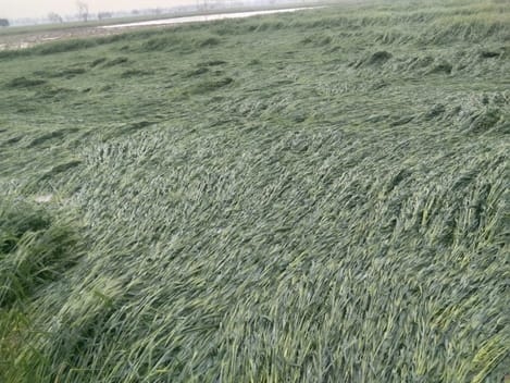 5.1 mm rain filled the streets, wheat crop spread in the fields, drizzle is expected today too