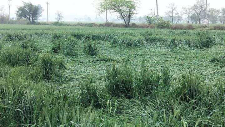 Wheat crop spread in 750 acres due to hailstorm and strong winds, fear of 25 to 30 percent loss