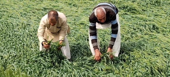 Hail damage in more than 15 villages of the district, report will come on Monday