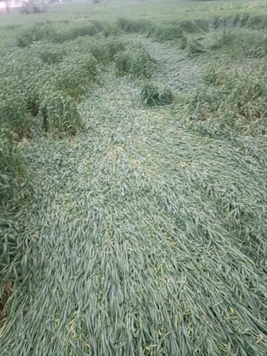 Loss of wheat Crop Due to Rain