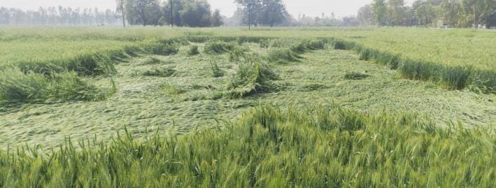 Trouble due to wind and rain, hundreds of acres of wheat crop scattered in the fields