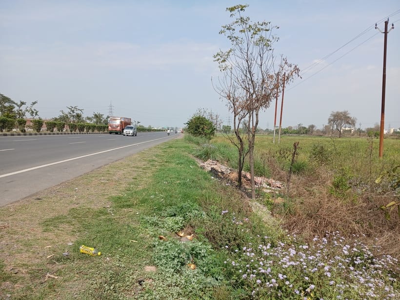 Two and a half crore saplings were planted in seven years, yet the greenery did not increase