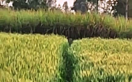 Leopard terror in Mudiya Bhikampur village