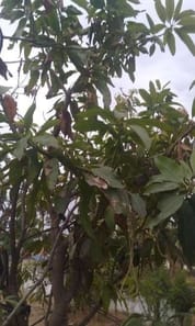 Mango trees are drying up in the orchard