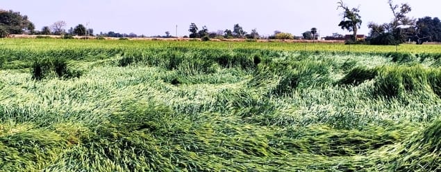 Strong wind, rain and hailstorm... farmers' hard work ruined