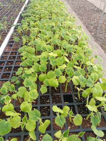20 thousand saplings are ready, come and take them at Rs 2 per sapling