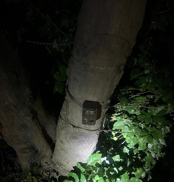 The female leopard was not captured in the trap cameras installed in the forest of Khaprana