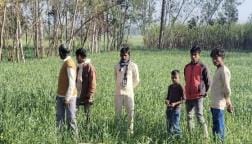 Tiger hunted cattle, panic increased