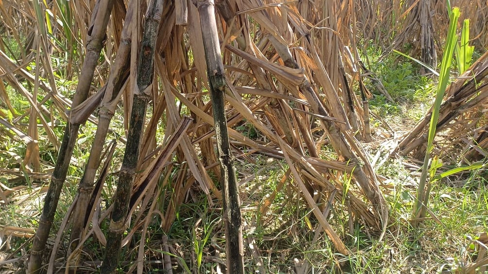 Rats are gnawing away at the hard work of farmers, they have even swallowed medicines worth one lakh