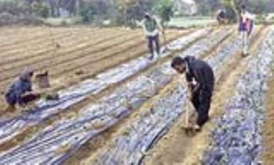Rain gave life to the redness of strawberry, brought smile on the faces of farmers