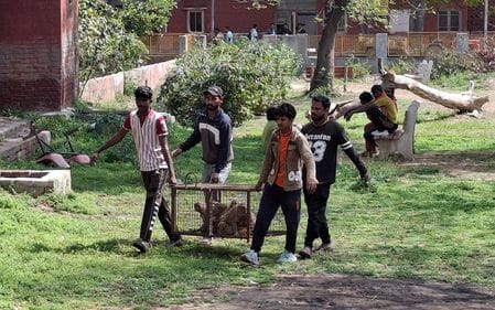 After sending 35 reminders, the Municipal Council started a campaign to catch monkeys from the hospital