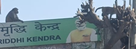 A group of monkeys attacked a student at Dhauli Pyaau