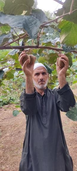 Aslam Bhatt became an inspiration for farmers by cultivating kiwi
