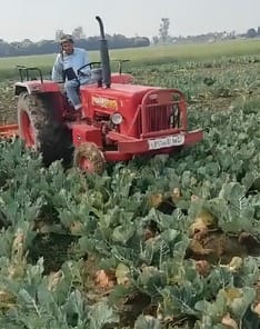 Prices fell in the market, farmers had to destroy standing crops