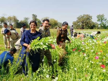 Tikamgarh News Opium was being cultivated in more than one acre of land in Muhara village police caught