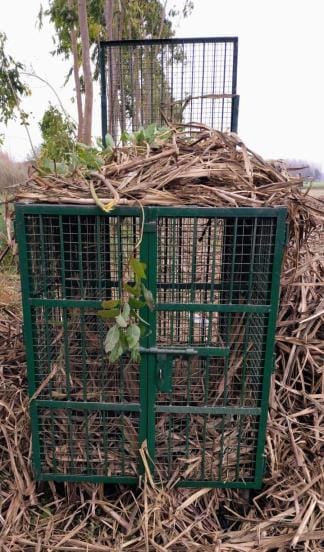Food was not kept in the cage, how did the leopard get trapped