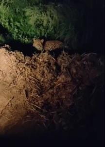 Leopard seen sitting near primary school in Chakmajidpur village, panic