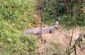 Villagers scared after seeing crocodile in the field