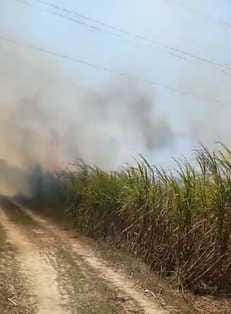 38 bigha sugarcane crop burnt due to spark from high tension line