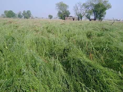 Report sent to government, crops destroyed in 81 villages due to hailstorm
