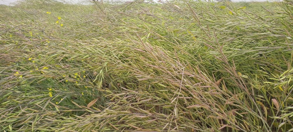 Amazing feat of Hisar's HAU: First hybrid variety of mustard will bring revolution in oil production