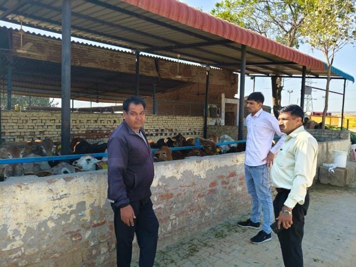 To free the city from stray animals, the officials checked the capacity of the cow shelters