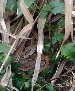 13 foot long python found in sugarcane field