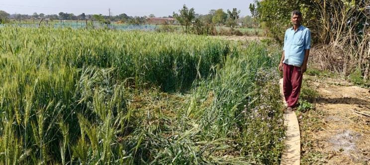 Elephants create havoc, break fencing and trample wheat crop