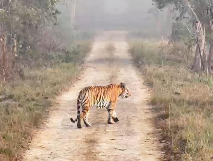 Tiger came in front of gypsy, elephants seen roaming around