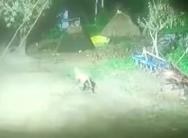 Leopard hunted dog in Kajra