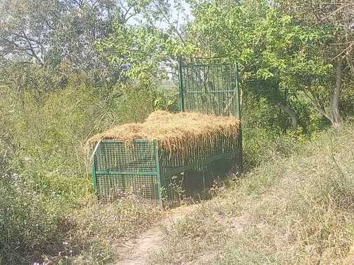 A cage was installed on Sutia Nala to catch the tiger