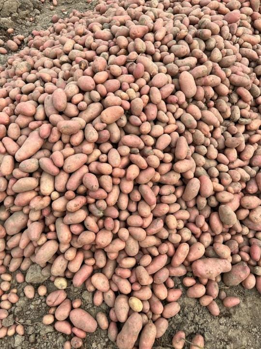 Demand for potatoes increased due to low production