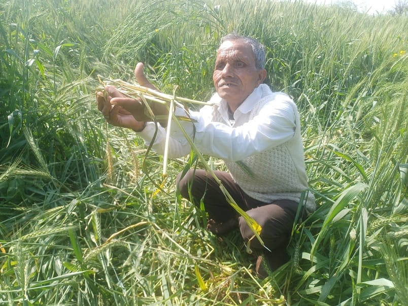 Wind blowing at a speed of 26 km per hour, farmers' worries increased